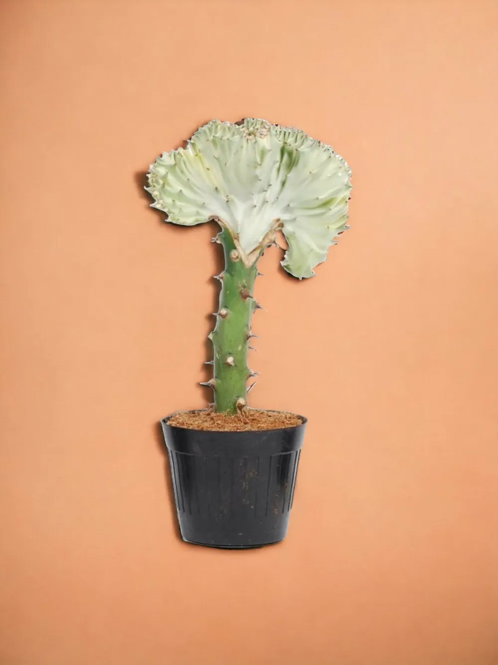 Euphorbia lactea cristata blanc